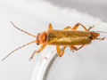 Cantharis pallida